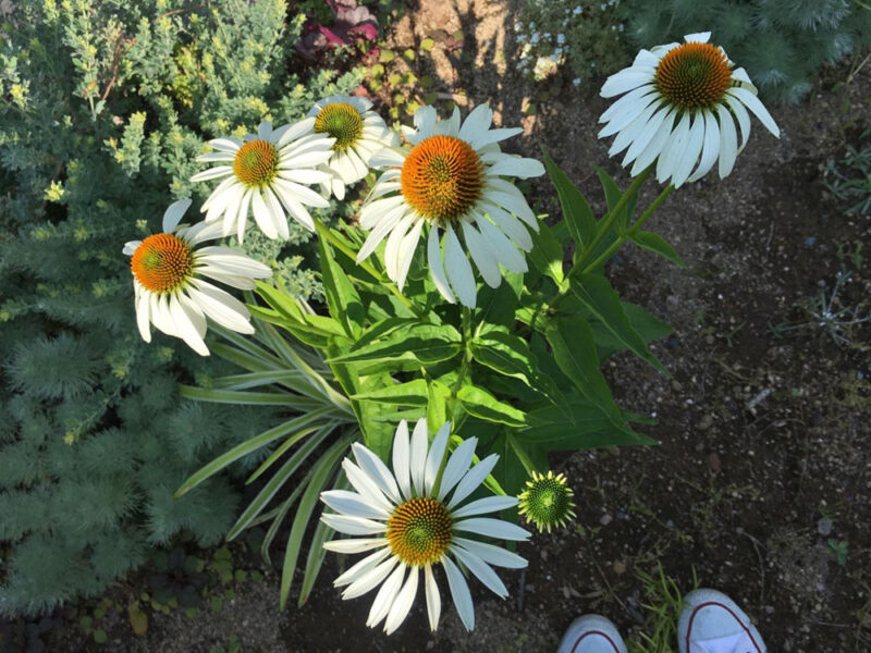 地植えのエキナセア（白い花）